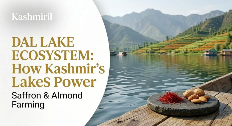 DAL LAKE ECOSYSTEM: How Kashmir's Lakes Power Saffron & Almond Farming. Saffron and almonds on a boat overlooking Dal Lake.