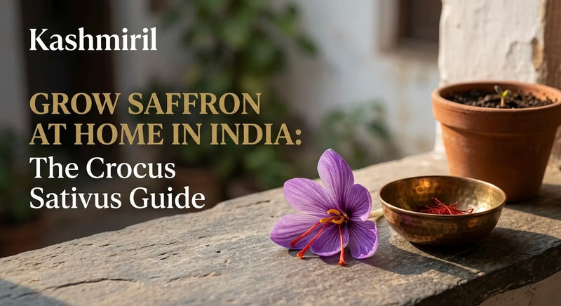 GROW SAFFRON AT HOME IN INDIA: The Crocus Sativus Guide by Kashmiril. Vibrant purple Crocus sativus flower with red stigmas beside a brass bowl of saffron and a terracotta pot on a rustic stone ledge.