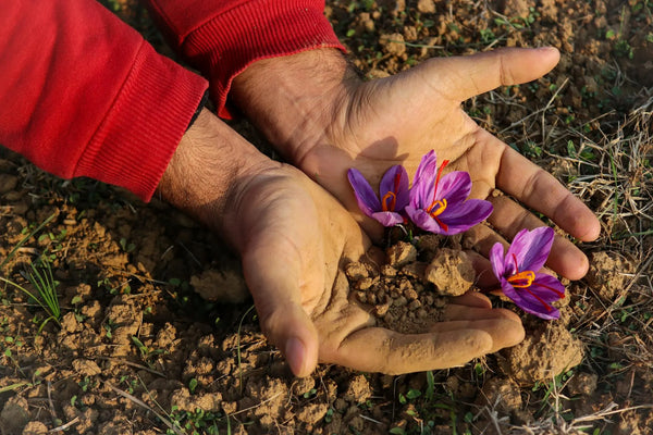 Why Kashmir’s Climate Creates the Best Saffron: Terroir Secrets