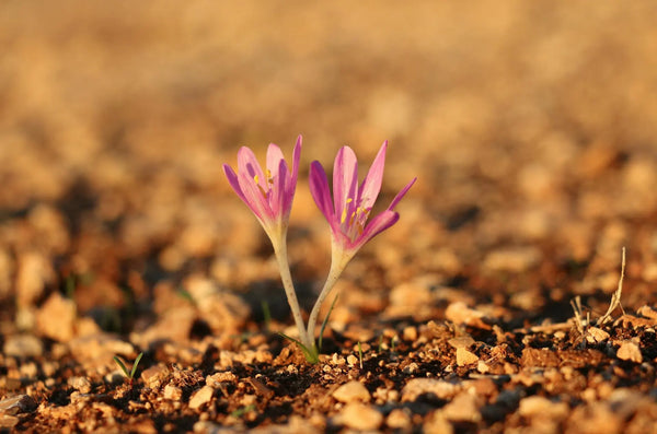 How Farmers Harvest Saffron in Pampore – A Story Based Guide