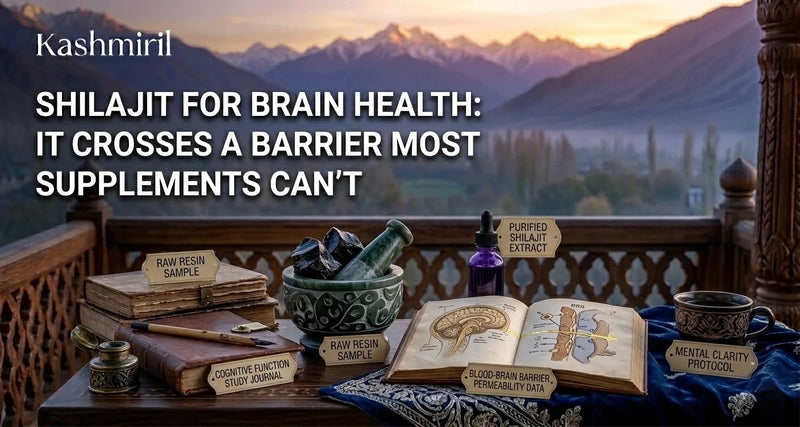 Shilajit for brain health — raw resin, purified extract, and brain barrier research notes on a Kashmiri balcony with Himalayan peaks