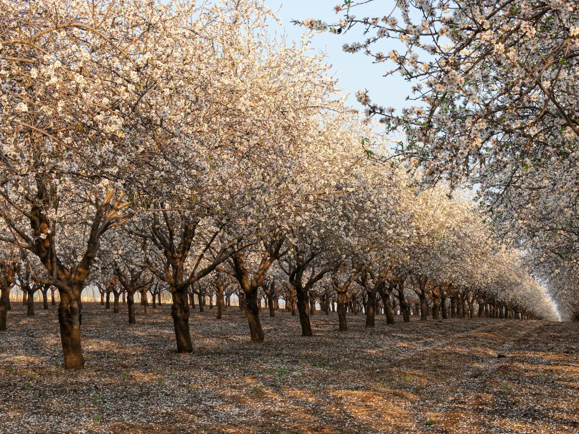Almond orchard with rows of trees in full bloom.