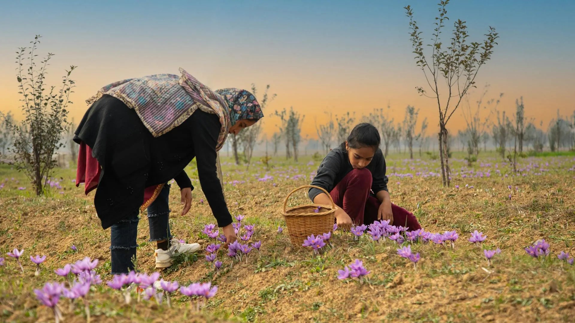 Two farmers harvesting saffron in a field with a basket and saffron.