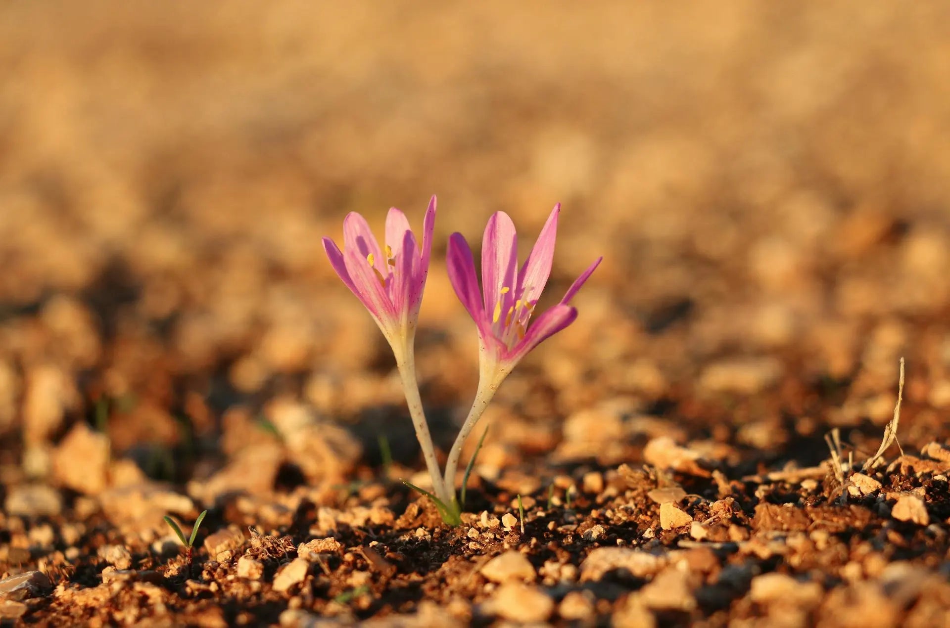 Two Saffron Flowers emerging from dry soil with a blurred brown background